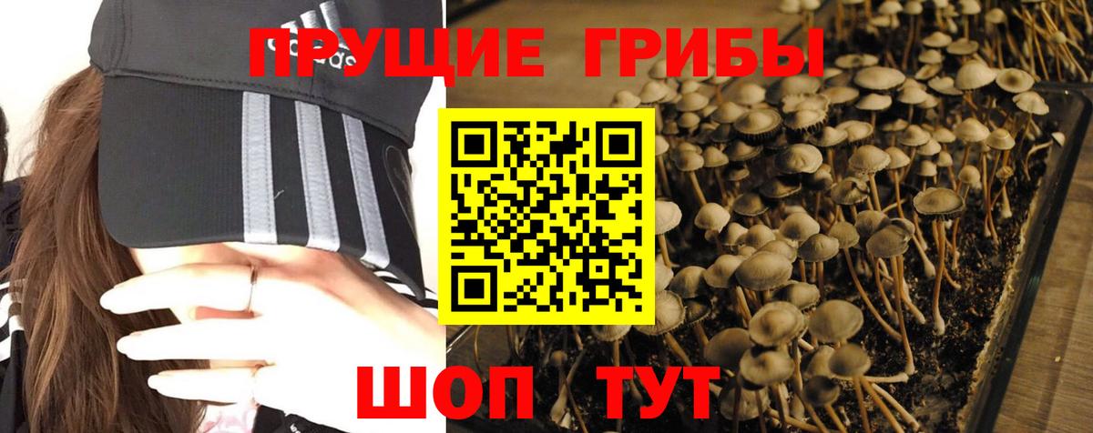 Галлюциногенные грибы Psilocybine cubensis  Вход с VPN  Иваново 